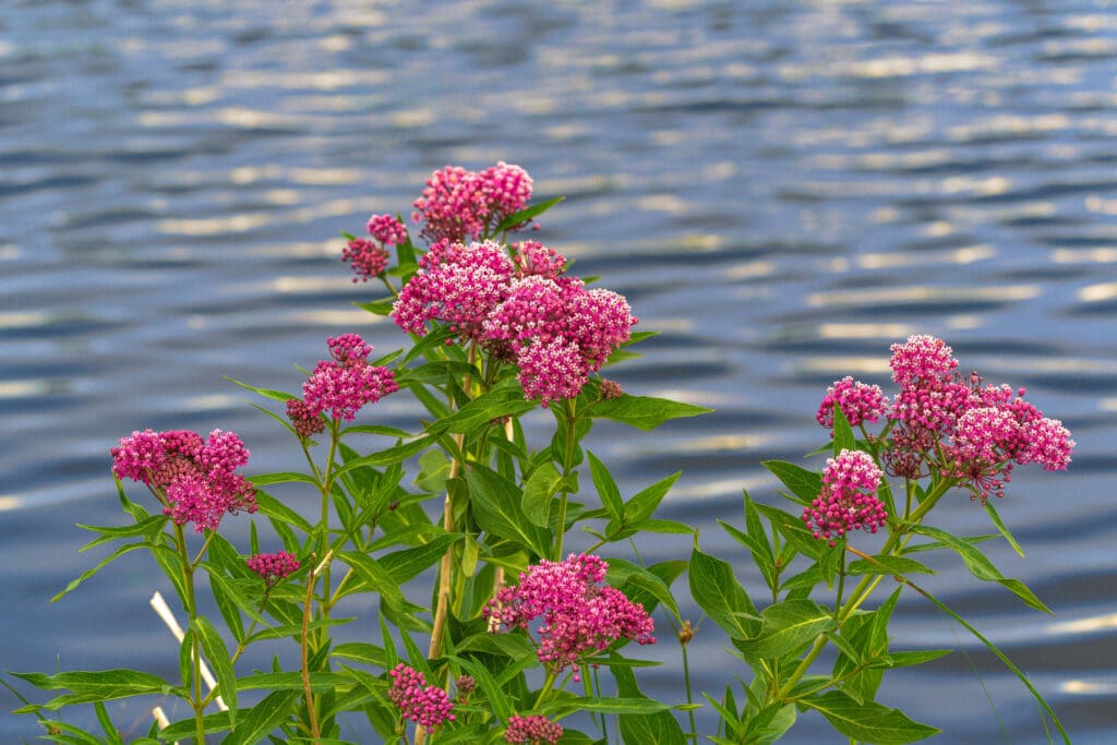 Rose Milkweed: Essential Native Plant for Monarch Butterflies 2 rose milkweed waterfront - Rose Milkweed: Essential Native Plant for Monarch Butterflies