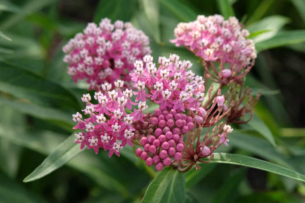 Rose Milkweed: Essential Native Plant for Monarch Butterflies 3 Pink Asclepias incarnata, the swamp milkweed, rose milkweed, rose milkflower, swamp silkweed, or white Indian hemp in flower.