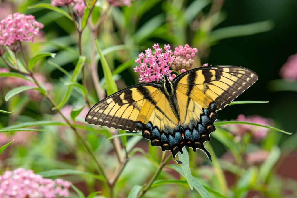 Rose Milkweed: Essential Native Plant for Monarch Butterflies 6 Eastern Tiger Swallowtail butterfly on swamp rose milkweed wildflower