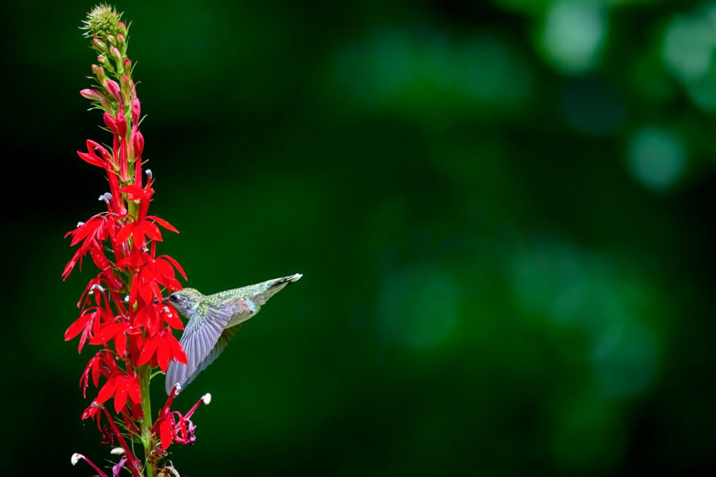 Cardinal Flower: A Vibrant Native Plant for Wet Soils 2 hummingbird feeding cardinal flower - Cardinal Flower: A Vibrant Native Plant for Wet Soils