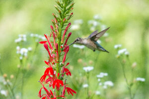 Ruby throated hummingbird feeding on a blooming cardinal flower